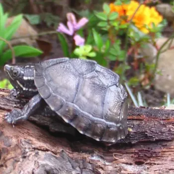 Klapavka obecná (Sternotherus odoratus