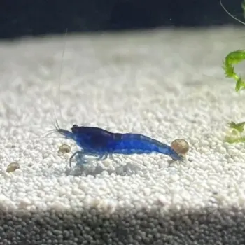 Modré krevetky Neocaridina Blue Dream